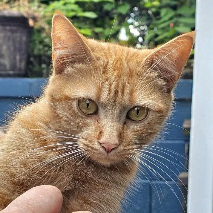 Ginger thumbnail 5