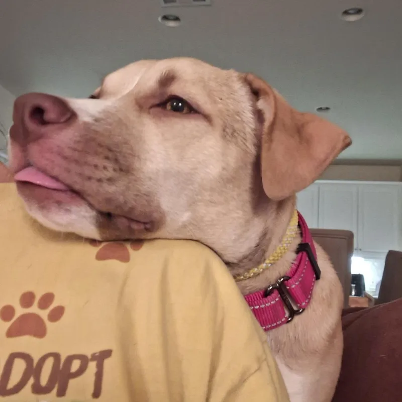 A young medium-sized female Yellow / Tan / Blond / Fawn Yellow Labrador Retriever dog named Georgia for adoption in Long Beach, CA