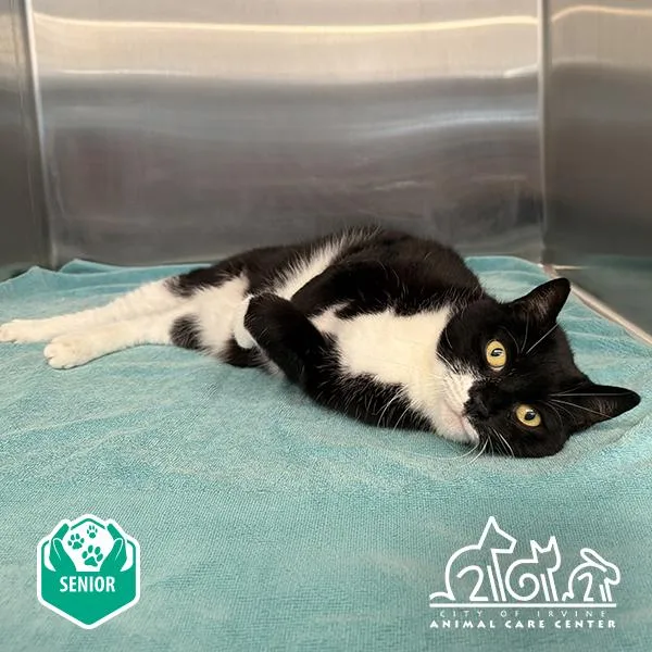 An adult small-sized male Domestic Short Hair cat named Tudou for adoption in Irvine, CA