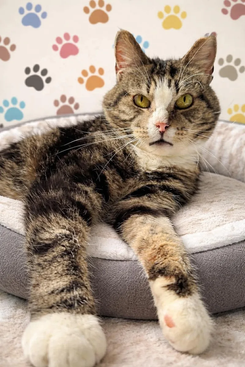 A senior medium-sized female Tabby (Brown / Chocolate) Tabby cat named Alicia for adoption in Greensburg, PA
