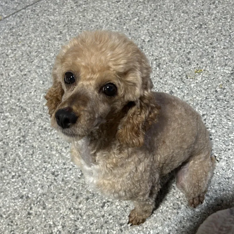 An adult small-sized male Apricot / Beige Miniature Poodle dog named Jake.  lbs for adoption in Antwerp, OH