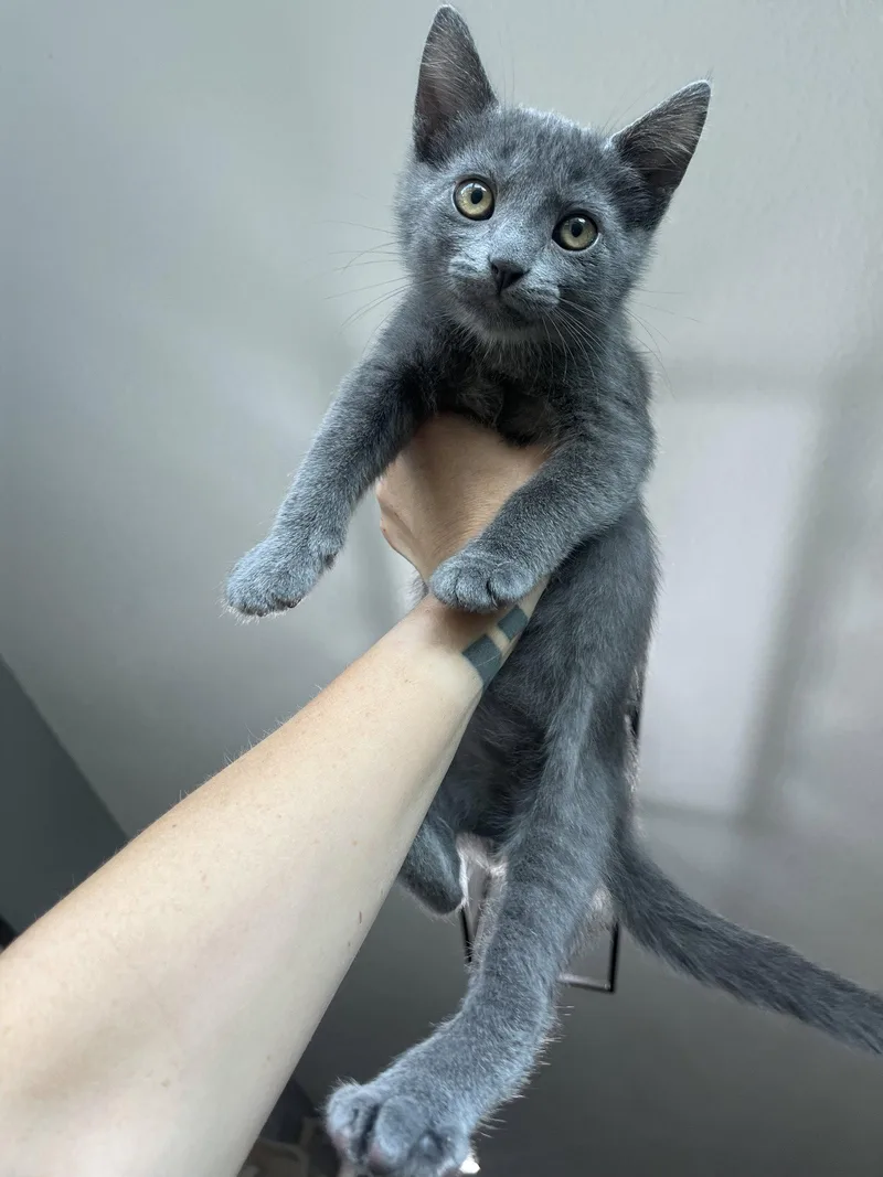 A young medium-sized male Gray / Blue / Silver Domestic Short Hair cat named Will Turner for adoption in Aurora, CO