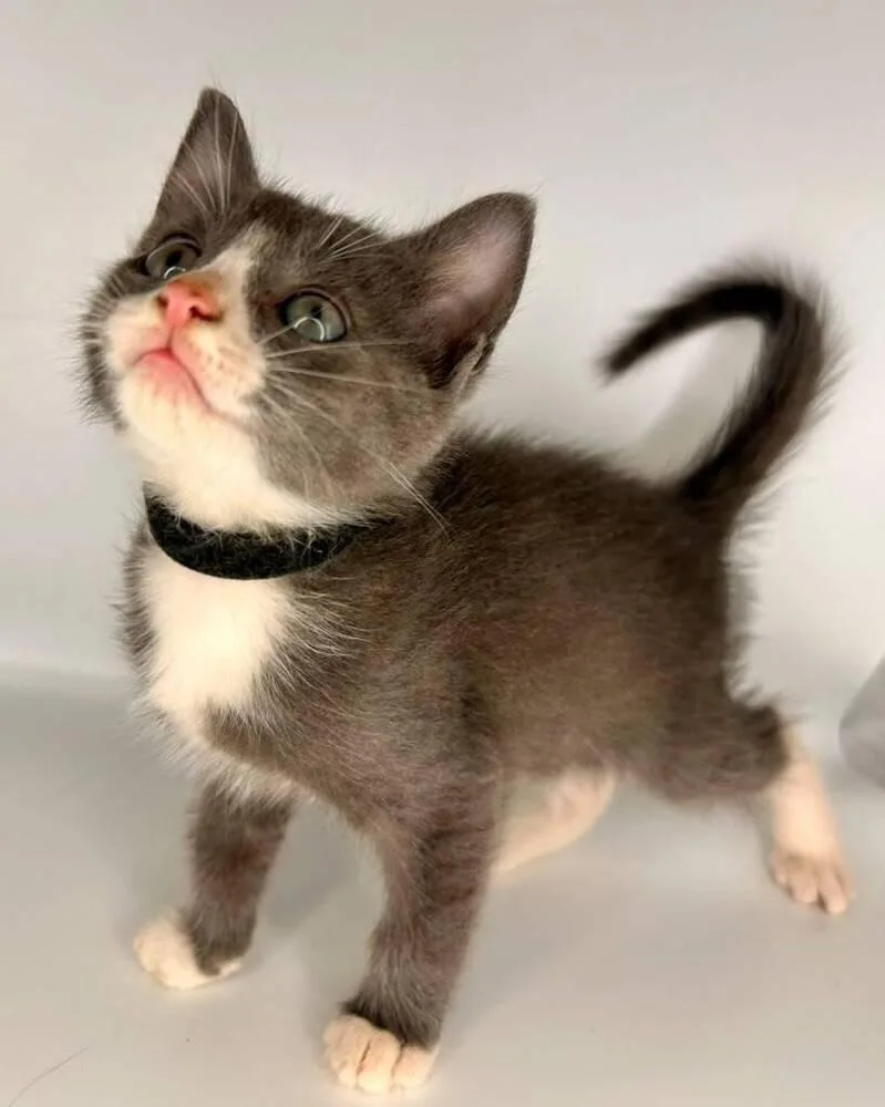 A baby small-sized male Gray & White Domestic Short Hair cat named Bandito for adoption in Milton, DE