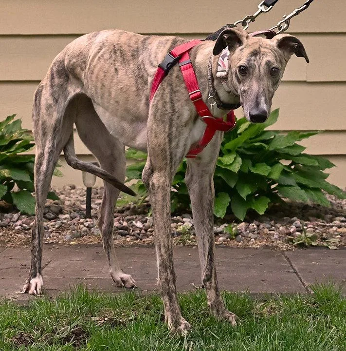 An adult medium-sized female Greyhound dog named Daisy for adoption in Minneapolis, MN