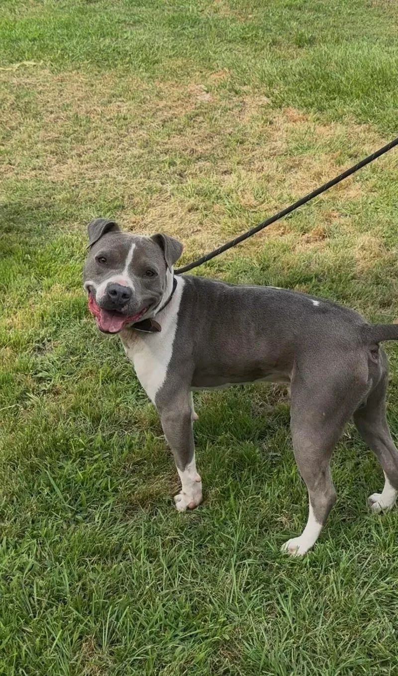 An adult medium-sized male American Staffordshire Terrier dog named Zeus for adoption in Tyler, TX