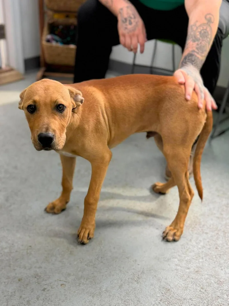 A young medium-sized male Brown / Chocolate Mixed Breed dog named Dukey for adoption in Leitchfield, KY