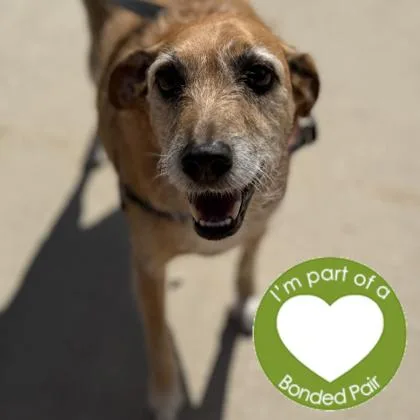 A senior medium-sized male Mixed Breed dog named Waylon for adoption in Janesville, WI