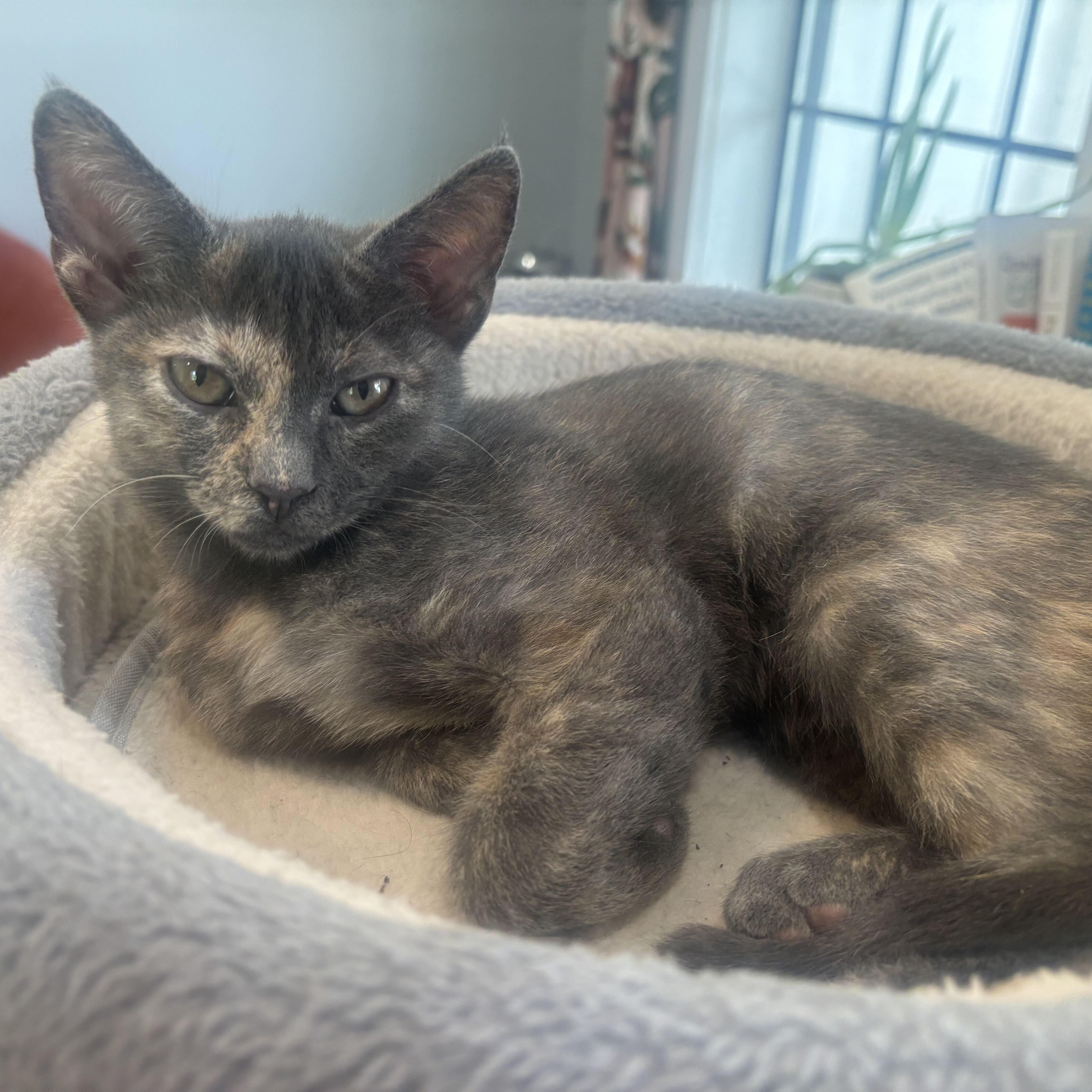 A baby medium-sized female Dilute Tortoiseshell Domestic Short Hair cat named Moon for adoption in Houston, TX