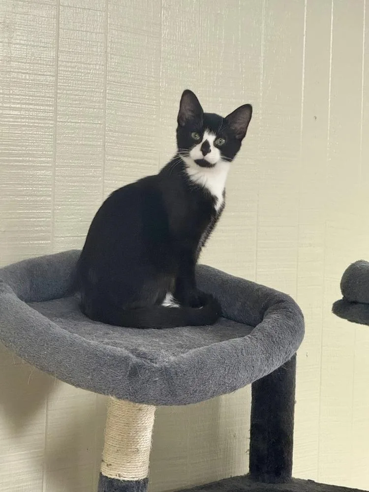 A baby small-sized male Black & White / Tuxedo Domestic Short Hair cat named Marvin for adoption in West Mifflin, PA
