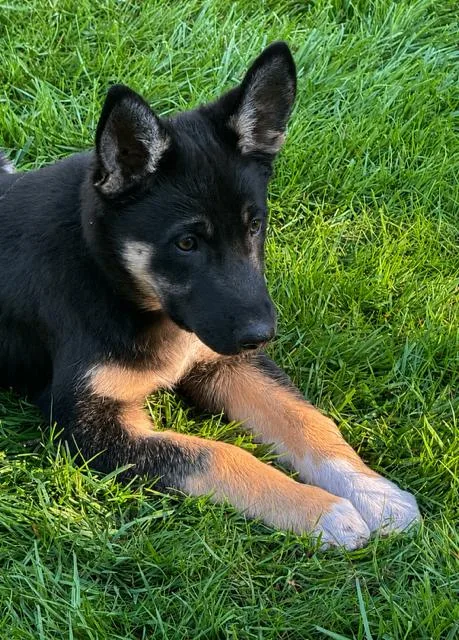 A young large-sized female German Shepherd Dog dog named Brin for adoption in Seattle, WA
