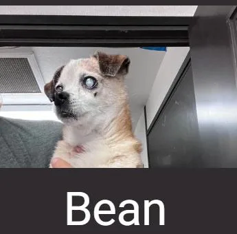 A senior small-sized male Apricot / Beige Chihuahua dog named Bean for adoption in Lafayette, CA