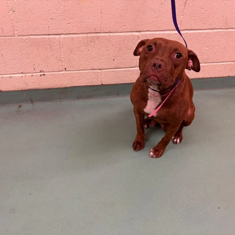 An adult medium-sized female Brown / Chocolate Mixed Breed dog named Mopsy for adoption in Memphis, TN