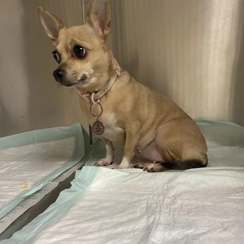 An adult small-sized female Yellow / Tan / Blond / Fawn Mixed Breed dog named Leia for adoption in Winston-Salem, NC