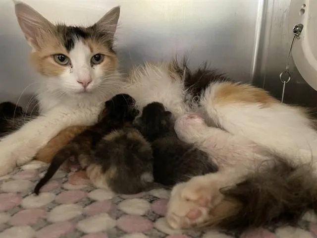 An adult small-sized female Domestic Long Hair cat named April for adoption in Thousand Palms, CA