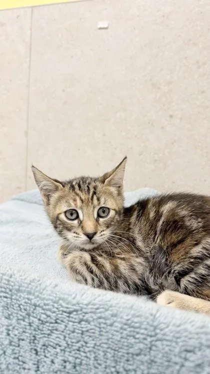 A baby small-sized female Domestic Short Hair cat named Mele for adoption in Honolulu, HI
