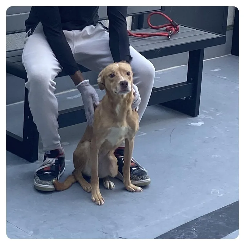 An adult medium-sized female Yellow / Tan / Blond / Fawn Catahoula Leopard Dog dog named Lady Fka Madam for adoption in Philadelphia, PA