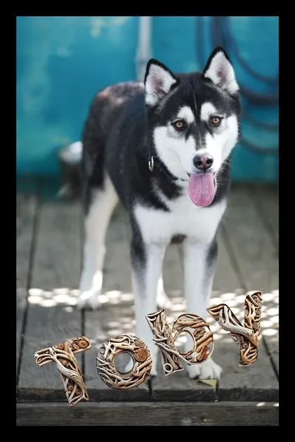 An adult medium-sized male Black Siberian Husky dog named Toby for adoption in Key West, FL