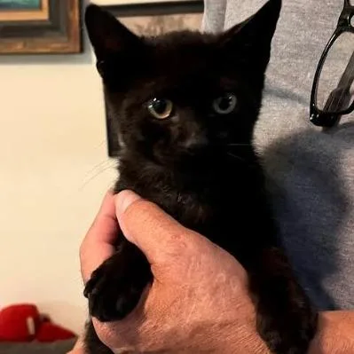 A baby small-sized male Black Domestic Short Hair cat named Midnight for adoption in Webster, TX