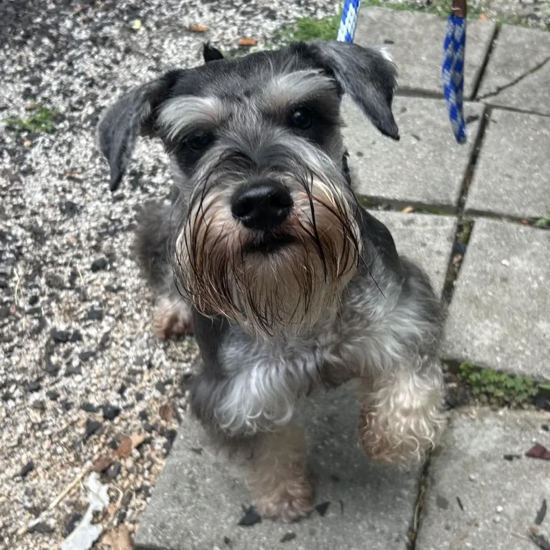 A young small-sized male Gray / Blue / Silver Schnauzer dog named Inspector Gadget for adoption in Decatur, GA