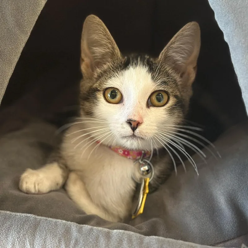 A baby small-sized female Domestic Short Hair cat named Sage for adoption in Port Washington, NY
