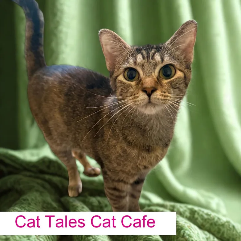 A young medium-sized female Brown / Chocolate Domestic Short Hair cat named Mallory for adoption in Chapel Hill, NC