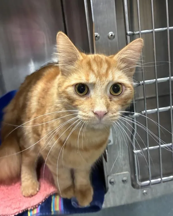 An adult small-sized male Domestic Medium Hair cat named Magic Carpet Ride for adoption in Richmond, VA