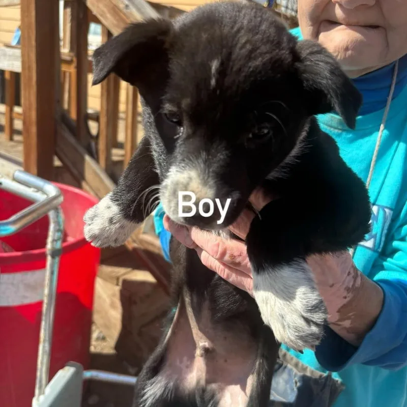 A baby medium-sized male Cattle Dog dog named Knife for adoption in Tacoma, WA