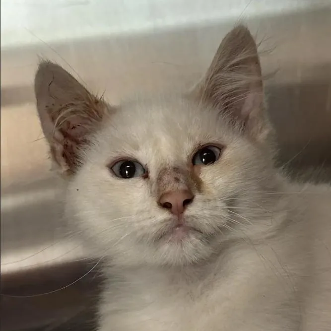 A baby small-sized male White Domestic Short Hair cat named Sandwich Machine for adoption in Austin, TX