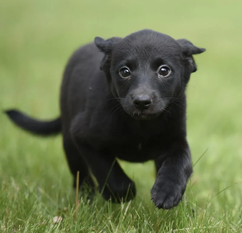 A baby medium-sized female Labrador Retriever dog named Scarlett for adoption in Mechanicsburg, PA