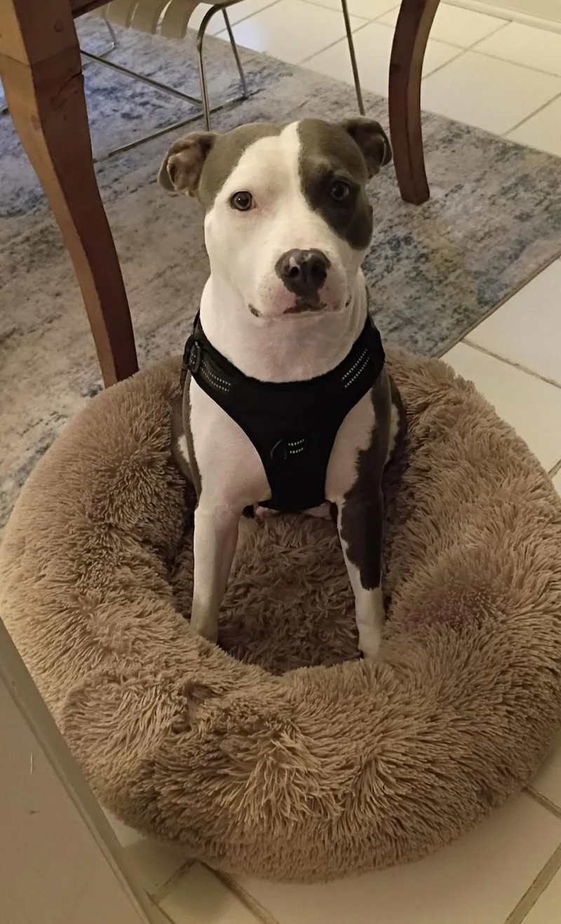 A young large-sized female American Bulldog dog named Bailey for adoption in Eglin AFB, FL