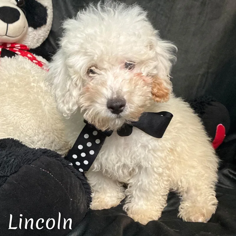 Lincoln