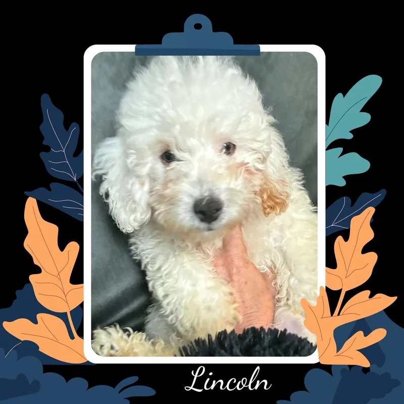 Lincoln thumbnail 5