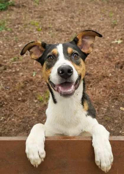 An adult large-sized male Mixed Breed dog named Pozole for adoption in Aiken, SC