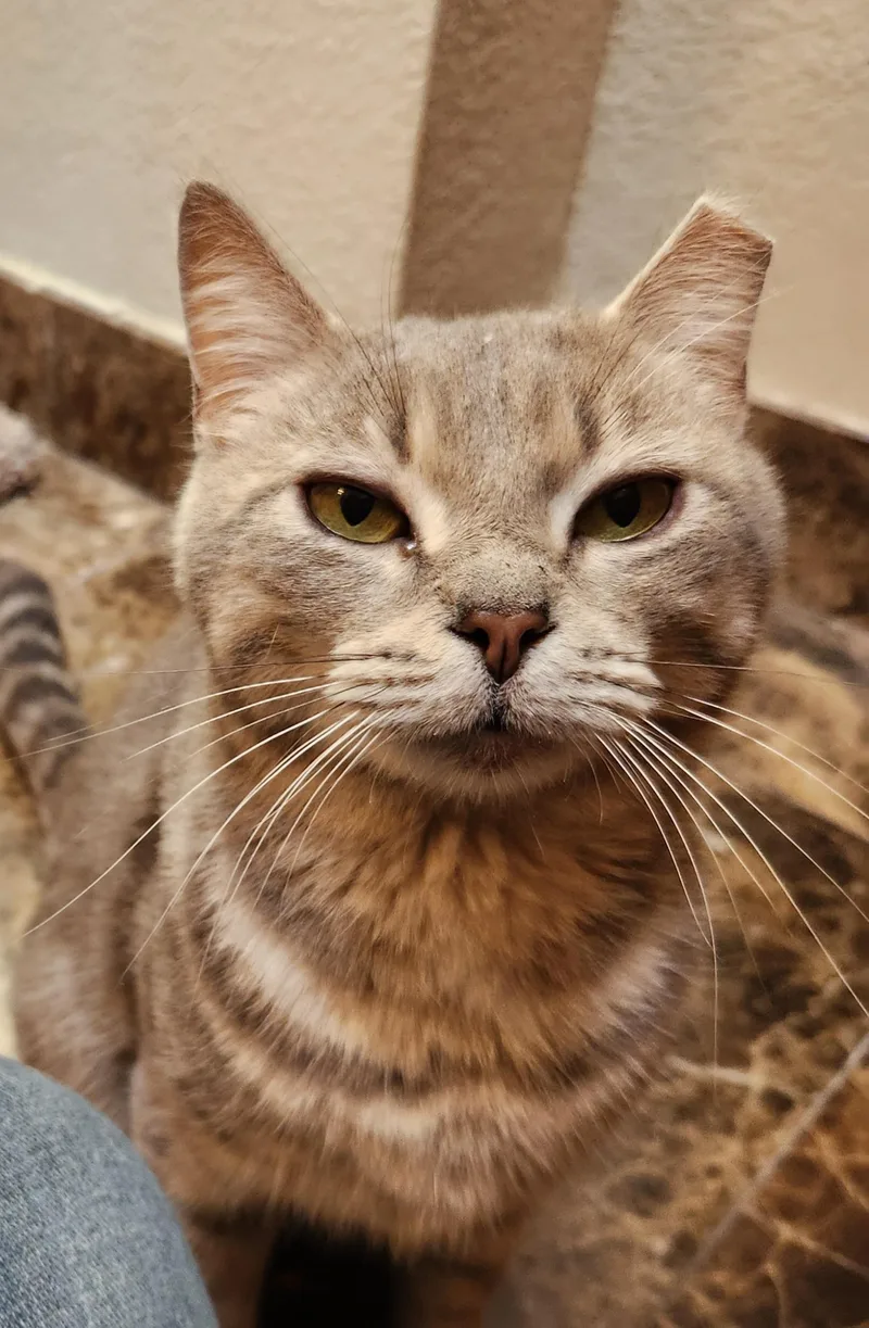 A young medium-sized female Tabby (Gray / Blue / Silver) Domestic Short Hair cat named Annie for adoption in Oklahoma City, OK