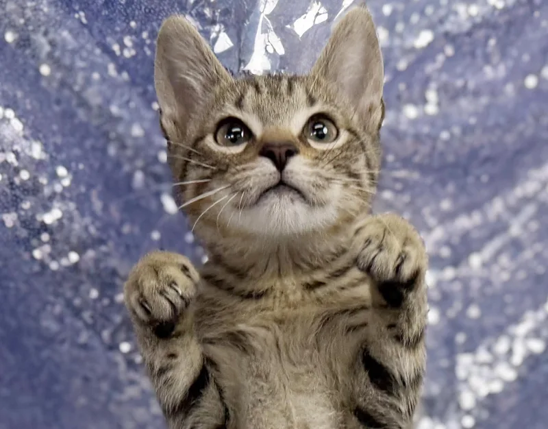 A baby small-sized male Tabby (Leopard / Spotted) Tabby cat named Elio  the best for adoption in Bedford Hills, NY