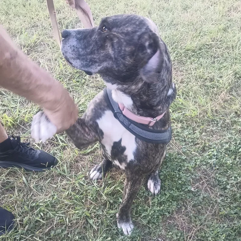 An adult medium-sized female Brindle American Bully dog named Chong for adoption in Columbia, SC