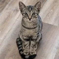 A baby small-sized male Gray / Blue / Silver Domestic Short Hair cat named Milo for adoption in San Antonio, TX