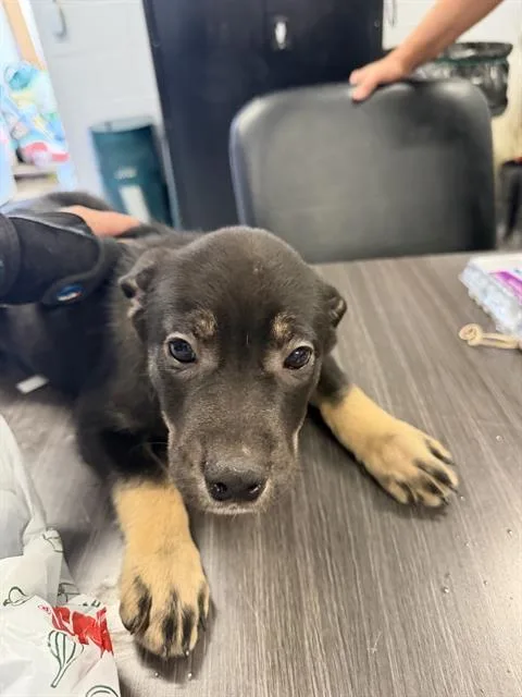 A baby small-sized male Siberian Husky dog named Boy  Hawkeye for adoption in Casper, WY