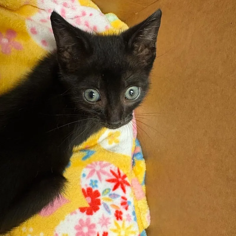 A baby small-sized male Black Domestic Short Hair cat named Malfoy for adoption in Columbus, GA