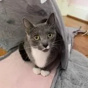 Cherry Coulis thumbnail 2