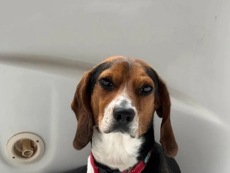 Rocky Beagle thumbnail 2