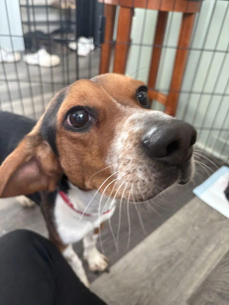 Rocky Beagle thumbnail 3