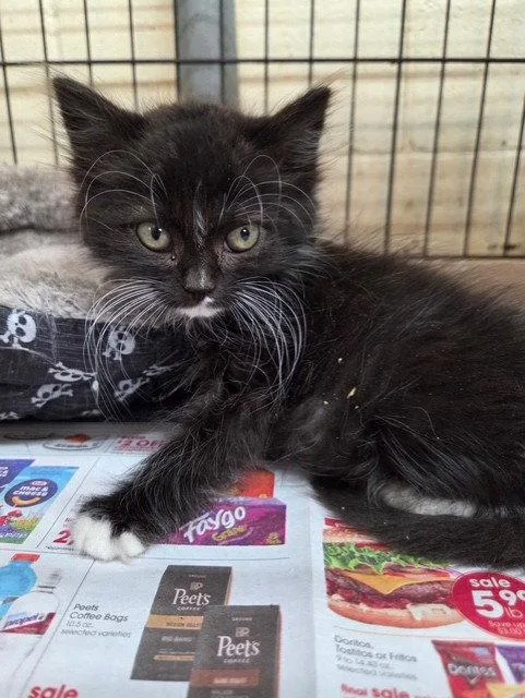 A young medium-sized male Domestic Long Hair cat named Keefy for adoption in Apollo, PA