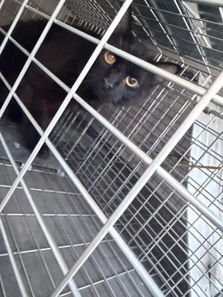 An adult small-sized male Domestic Medium Hair cat named Carbon for adoption in Virginia Beach, VA