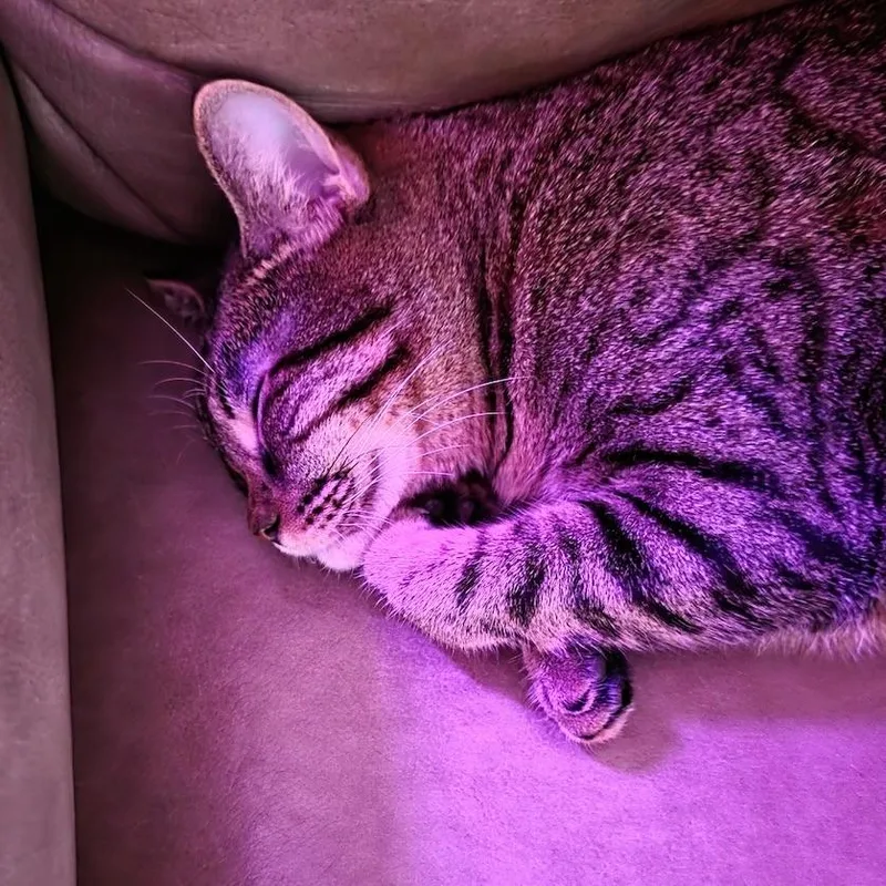 A baby medium-sized male Tabby (Gray / Blue / Silver) Domestic Short Hair cat named John Pork for adoption in Liverpool, TX
