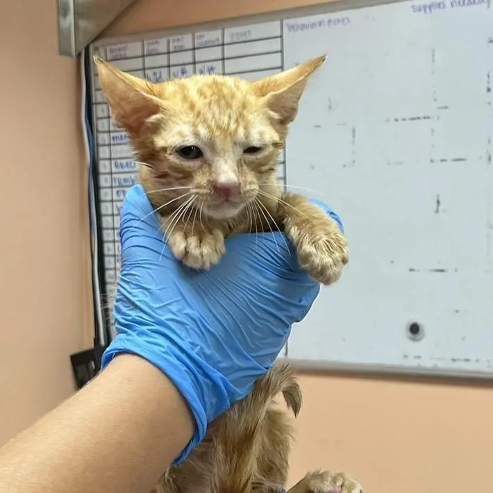 A baby small-sized male Orange / Red Domestic Short Hair cat named Tweety for adoption in Hamilton, GA