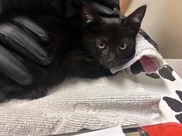 A baby small-sized female Domestic Short Hair cat named Stream for adoption in Oceanside, CA