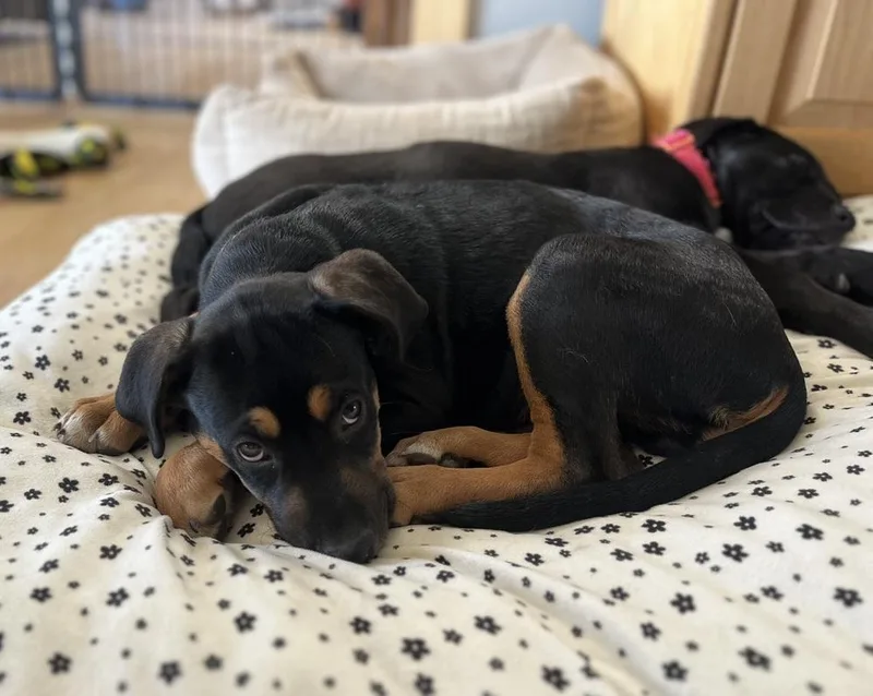 A baby medium-sized male Labrador Retriever dog named Bulleit fka Bully for adoption in Lafayette, CO