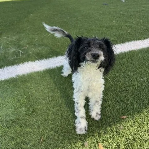 A baby small-sized female Black Miniature Poodle dog named Shaggy for adoption in Williston, VT