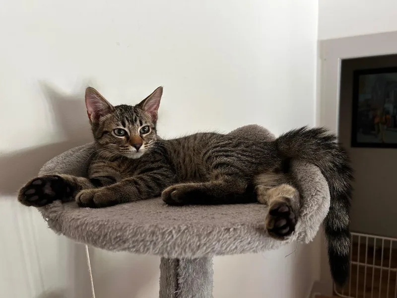 A baby medium-sized female Domestic Short Hair cat named Coconut for adoption in Danielsville, GA